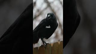 Smart Crows: Tool-Using & Problem-Solving Skills!
