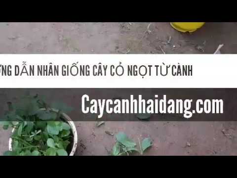 Video NHÂN GIỐNG CỎ NGỌT TỪ CÀNH - CÂY CẢNH HẢI ĐĂNG - youtube