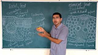 Difference Between dicot and Monocot leaf anatomy