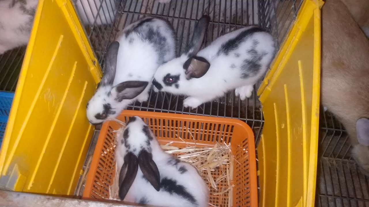 قبل أن تفكر في فطام الأرانب لمدة 35 يومًا ، يجب أن تشاهد هذا الفيديو