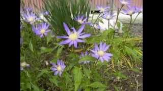 初夏の花ミヤコワスレ