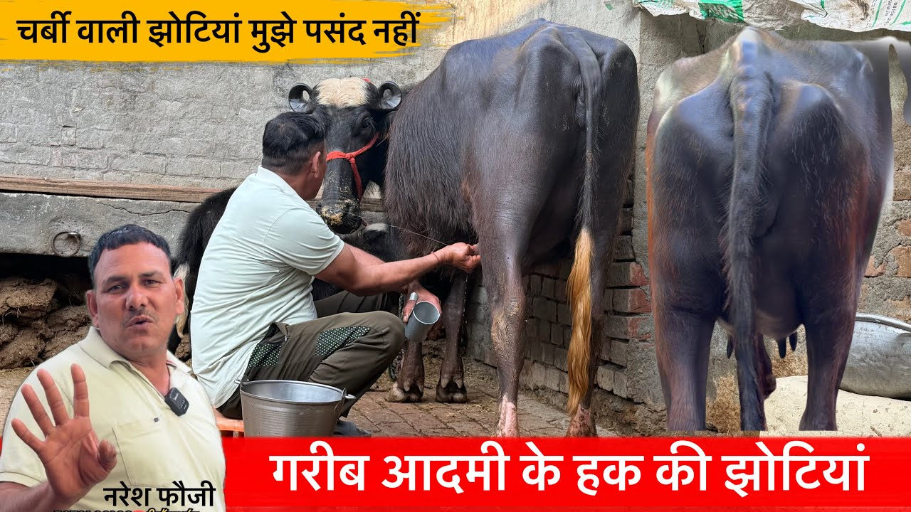 🔴गरीब आदमी के हक की झोटियां-चर्बी वाली झोटी मुझे पसंद नहीं।NARESH FOJI☎️9813649705