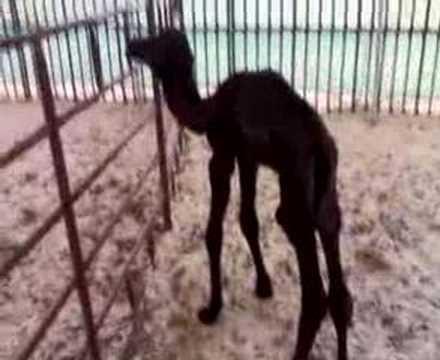 مخربه ناقة ال سيقان ال غفران المري 