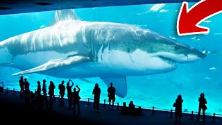 Top 8 Biggest Sharks In The World Update