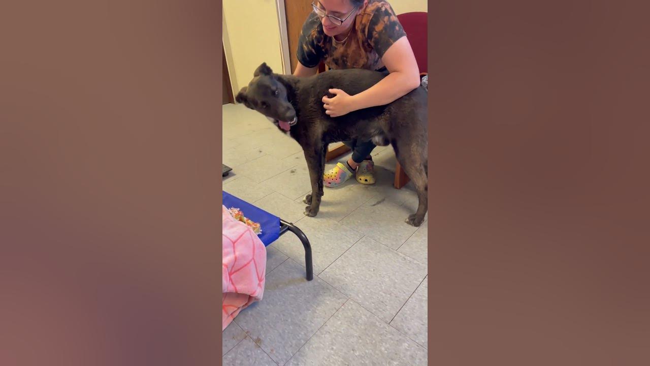 23452 King at the Los Banos Animal Shelter (handling) YouTube