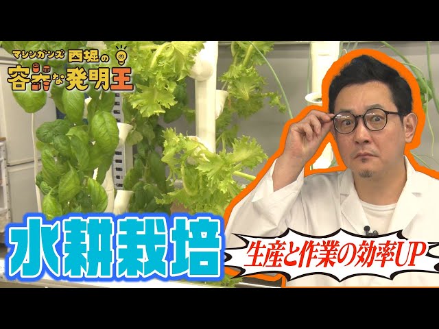 【新スタイル！】手軽にバケツでも出来る！？土を使わないで育てる「水耕栽培」をご紹介！