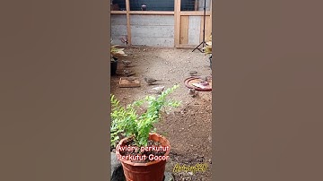 Aviary nyaman dan perkutut gacor