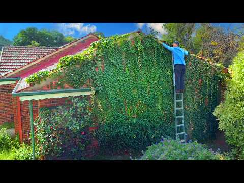 65 Years of The Most Satisfying Ivy Removal
