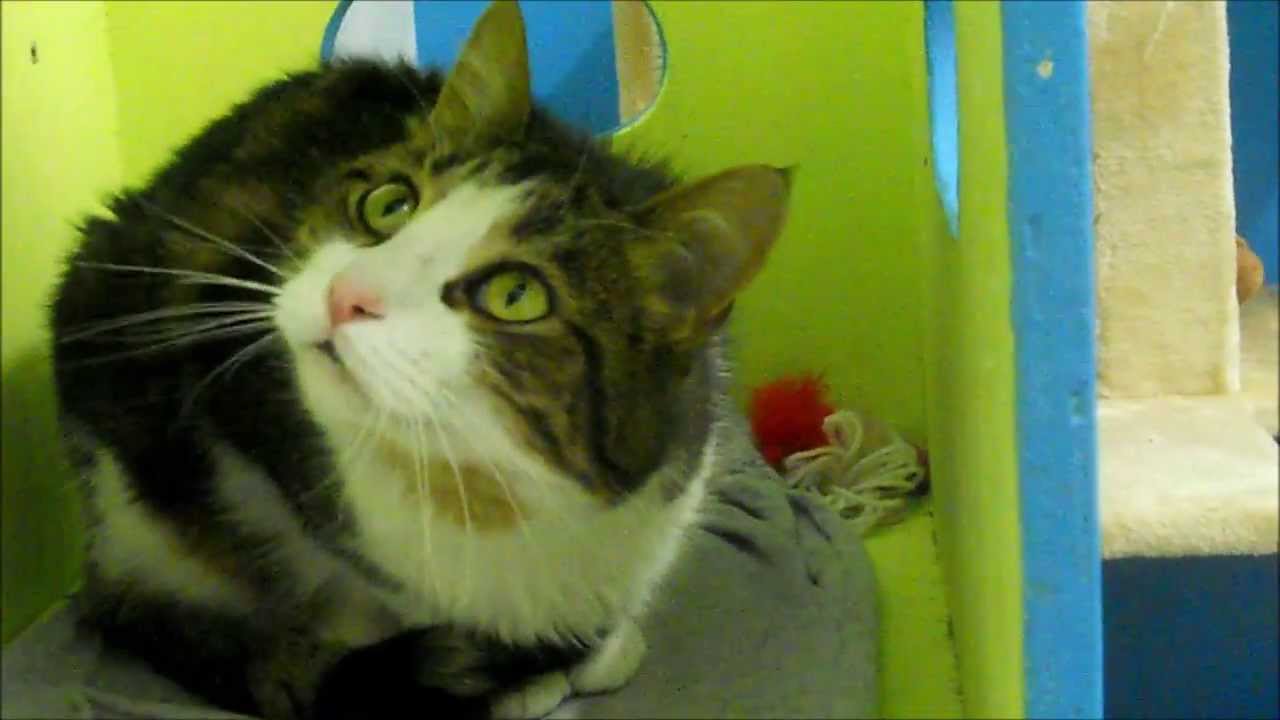 Awesome Adopables Meet Bernard!