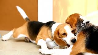 The Unbreakable Bond Exploring the Connection Between Beagles and Their Human Family1