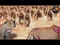 The leopard was wrong  100 baboons brutally attacked the leopard  animal fight