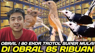 OBRAL HARGA ! PULUHAN MURAI TROTOL JAHAT \u0026 GOLDEN SHAMA DIJUAL MULAI 85 RIBUAN DIKIOS PASAR PRAMUKA