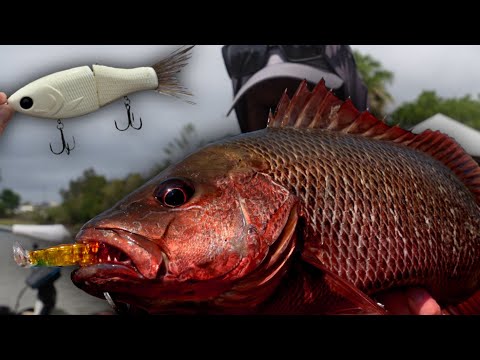 best lures for mangrove fishing HERCULES Shallow Diving Minnow Lures with Feather Tail, Pack of 10 MANGROVE JACK Fishing: THIS LURE