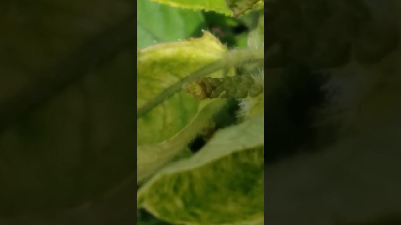 Tragia involucrata  leaf eating caterpillar/ பெரிய காஞ்சொறி செடி கம்பளி பூச்சி