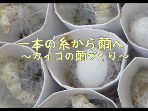 一本の糸から繭へ 〜カイコの繭づくり〜