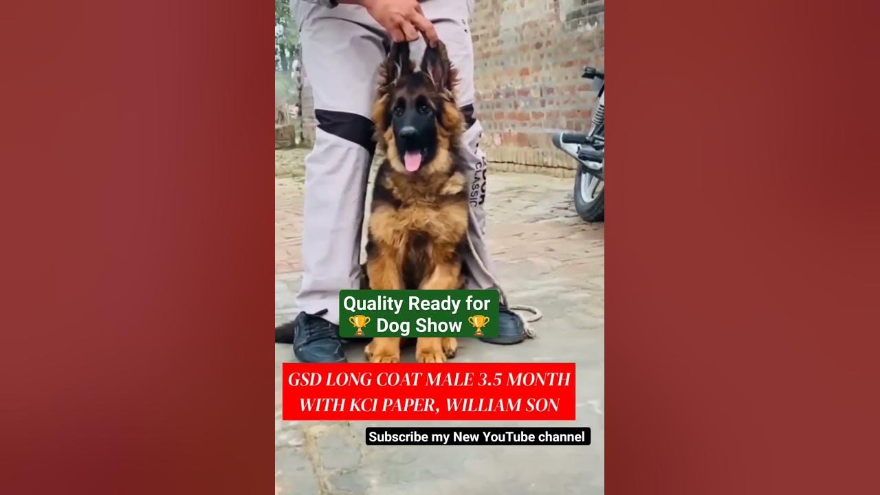 How to Care for Your Long Coat German Shepherd Insights from KCI Paper