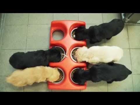 guide-dog-puppy-training