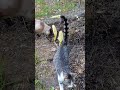 Kitty🐈#lol #viralvideo #funny #cat #shortvideo #trending #amazing #cute #video #animals #trend #love