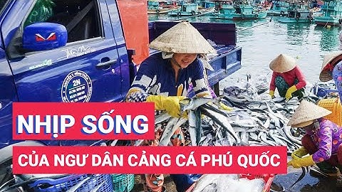 Nhịp sống rộn ràng của ngư dân ở cảng cá Phú Quốc