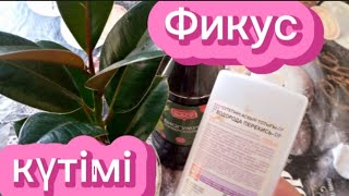 Фикусты өсіру,күтім жасау, дұрыс өсіру 🌱 Оңай өсіру.Гүлдер әлемі.