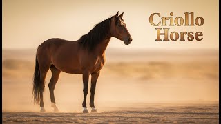 Criollo Horse Breed Info - History - Characteristics