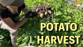 Digging up the Potatoes - Potato Harvest from Permaculture Vegetable Garden