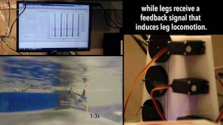 Harvard Robot Simulates Tadpole to Frog Biological Transformation