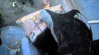 Venus Feet April 11, 20011