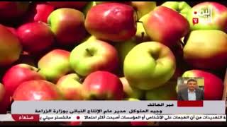 شاهد || الإعلان عن زراعة وإنتاج أصناف جديدة من التفاح السكري في محافظة صعدة - 11-06-2023م