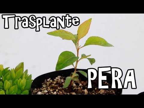 Video: ¿Qué es una pera asiática Chojuro? Aprenda sobre el cultivo de perales asiáticos Chojuro