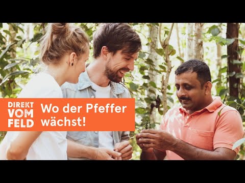 Video: Gießen Von Pfeffer Auf Freiem Feld