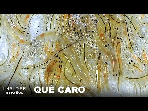 Video: Anguila de río: variedades, origen y estilo de vida