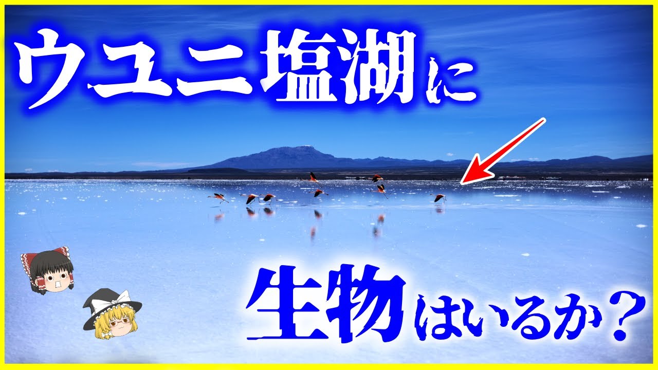 【ゆっくり解説】塩分濃度99%…「ウユニ塩湖」に生物はいるか?を解説/環境に適応した生物とは YouTube 【ゆっくり解説】塩分濃度99%…「ウユニ塩湖」に生物はいるか?を解説/環境に適応した生物とは YouTube