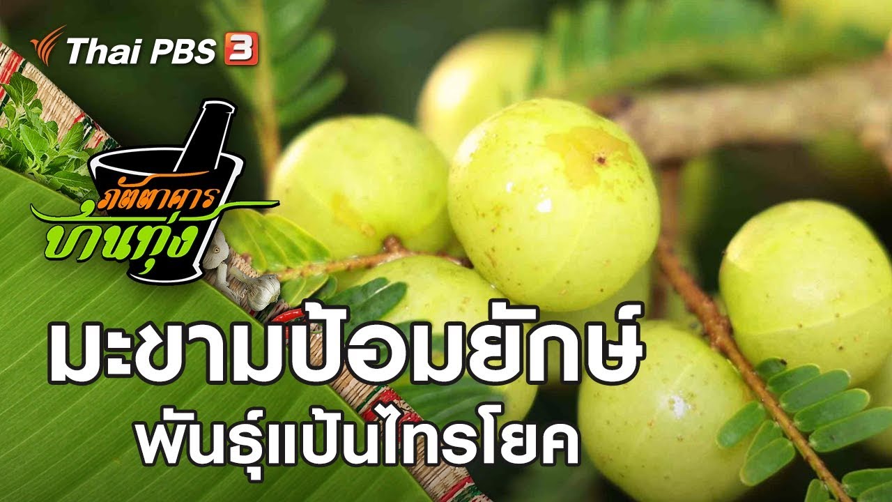 มะขามป้อมยักษ์พันธุ์แป้นไทรโยค : ภัตตาคารบ้านทุ่ง (7 ธ.ค. 62)
