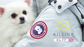 【ウォッシュ】大人気！！CANADA GOOSEをプロがとことんキレイに洗う！（retake ver.）