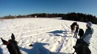 Лошадь валяется в снегу. Horse lying in snow. GoPro