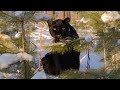 Panther Luna in ambush😎