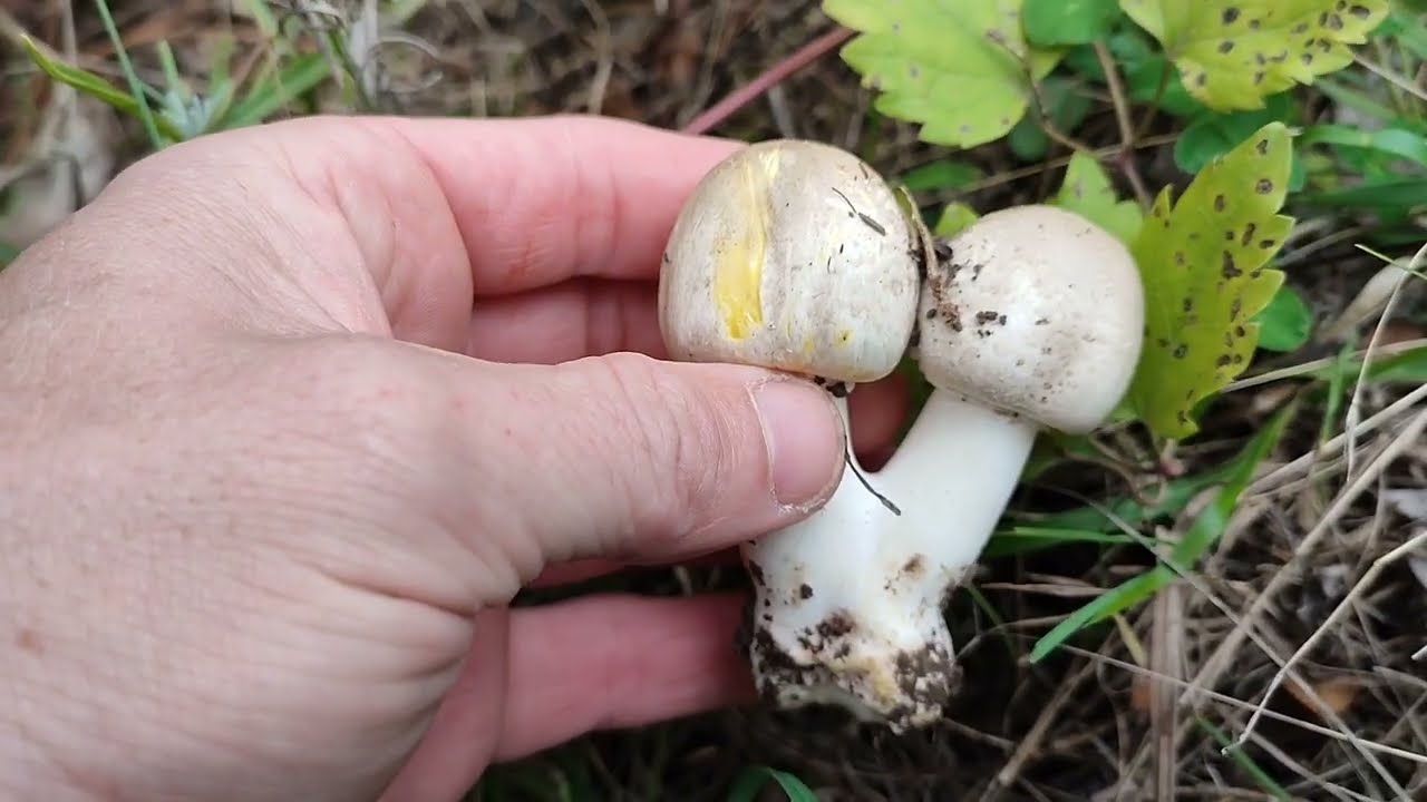 Крым,сезон грибов.Пошел на тихую охоту#Гурзуф.Краснокаменка#travel 