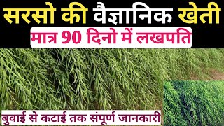 सरसों की वैज्ञानिक खेती । सरसों की बुवाई से कटाई तक संपूर्ण जानकारी।Mustard Farming Full information