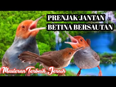 Prenjak betina VS Prenjak Jantan ‼️Ampuh Dongkrak Emosi Burung Macet Bunyi