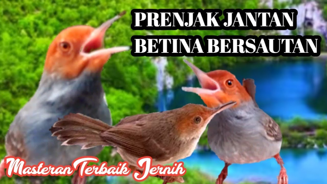 Masteran Prenjak Jantan Dan Betina Gacor Dor...!!