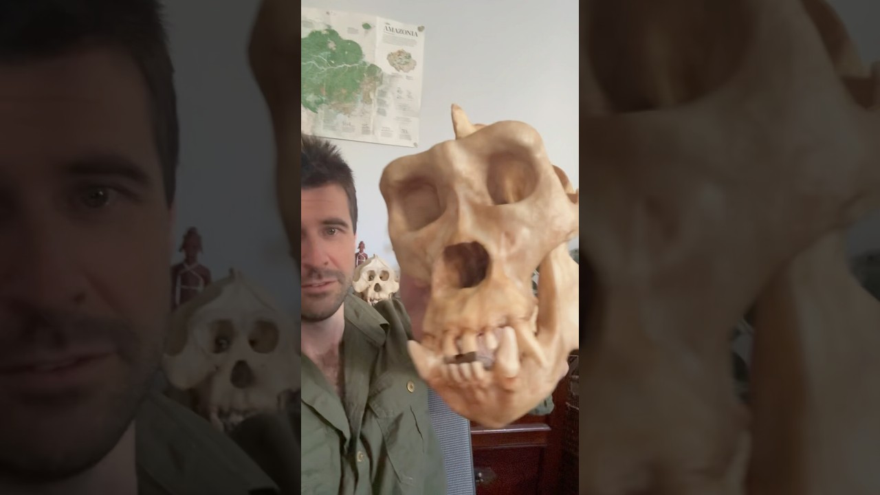 Primate Specialist: Who Would Win a Fight Between 100 Men and a Gorilla?