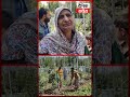 Unknown Persons Vandalize High-Density Apple Orchard Worth ₹25 Lakh in Yaripora