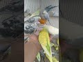 😨見てるのに気づけない 👉 インコはサイン出してた