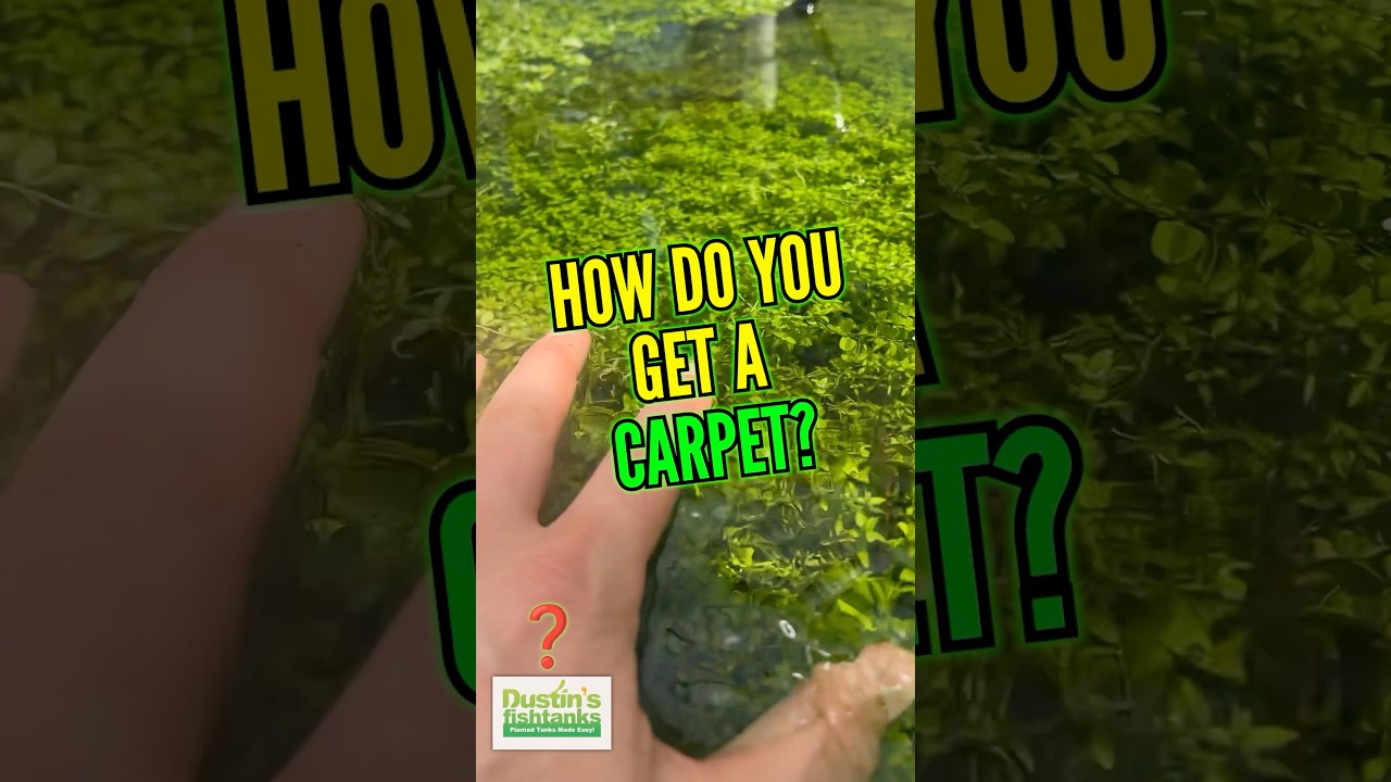 HOW DO I GROW A CARPET?