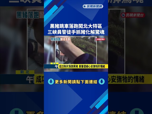 黑豬跳車落跑闖北大特區 員警徒手抓豬化解驚魂－民視新聞