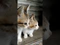 twins cat very 🥰🥰