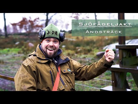 Sjöfågeljakt: Häftigt kvällsträck på änder - video from Nordic Gamekeeper