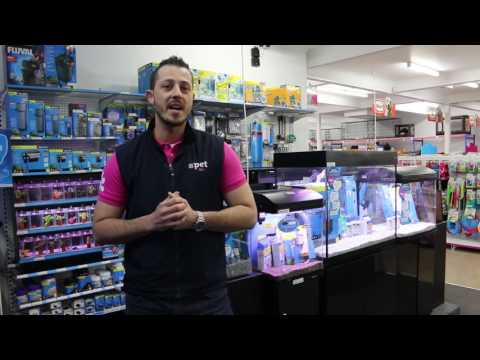 Como escolher um tanque de peixes