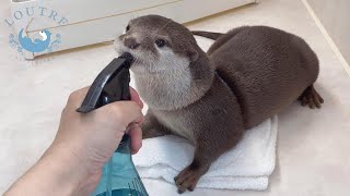 ファン多き！カワウソおかゆちゃんの魅力！　Otter Okayu, she is so cute girl!